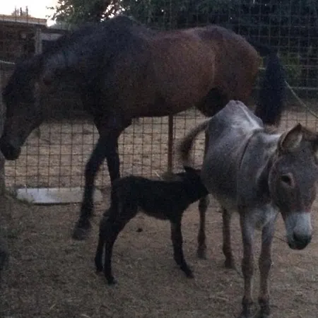 Venkovský dům Antico Casale Sarzana